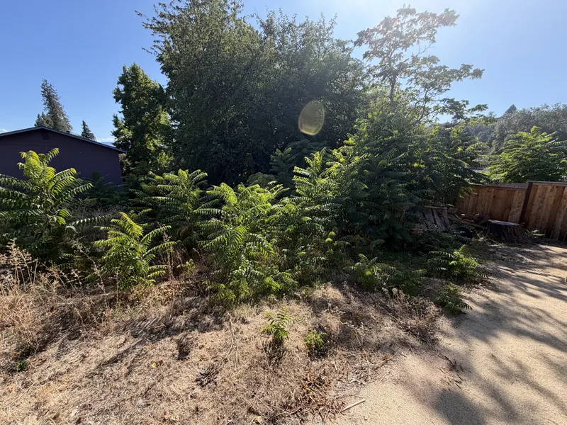 Dense thicket of leafy saplings and dry weeds grown up between a gravel path and a wood fence, before brush trimming by Peak Landscaping in Southern Oregon