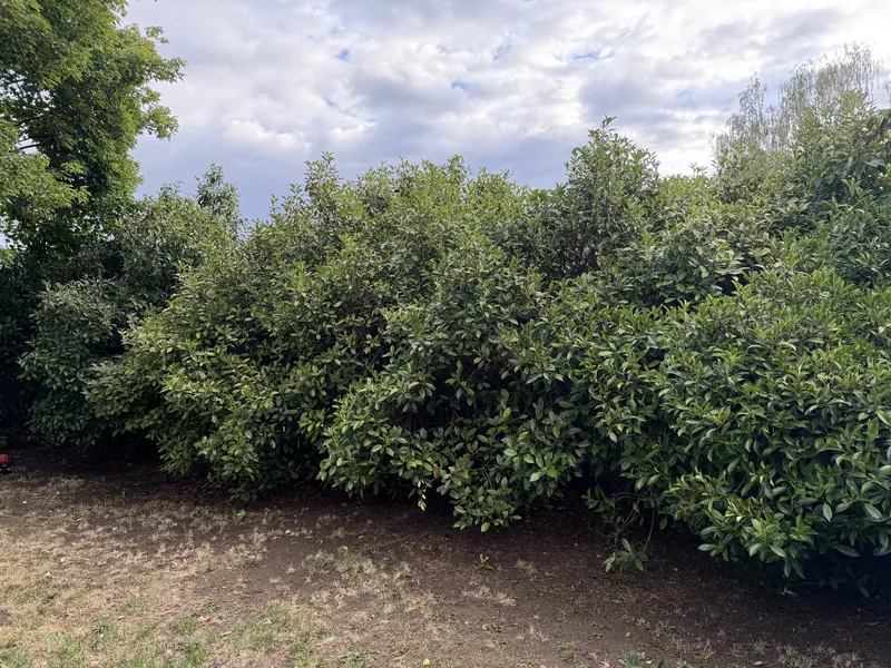 Tall overgrown hedge row with a ragged uneven top leaning out over the lawn strip and hiding the fence behind it, before trimming by Peak Landscaping in Southern Oregon