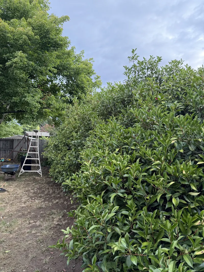 Overgrown hedge spilling out across the dirt path beside a wood fence, with a step ladder and wheelbarrow staged at the end, before hedge trimming by Peak Landscaping in Southern Oregon