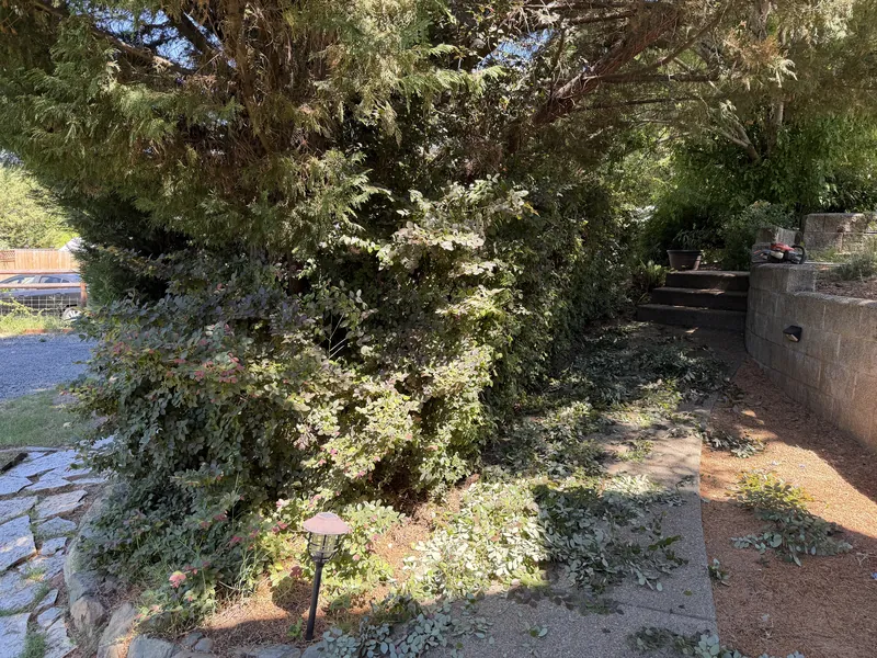Overgrown shrubs closing in over a walkway beside a block retaining wall before Hilltop Landscaping trimmed them, Southern Oregon