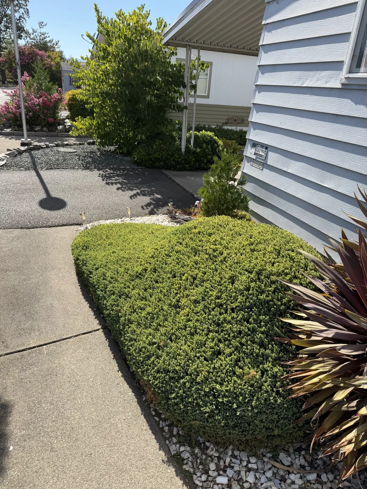 The same juniper shaped and cut back clear of the walkway after trimming by Hilltop Landscaping in Southern Oregon