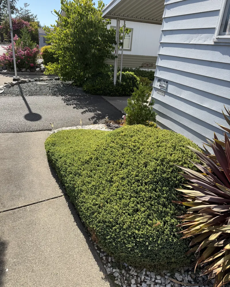 Juniper shaped and cut back clear of a concrete front walkway after trimming by Hilltop Landscaping in Southern Oregon