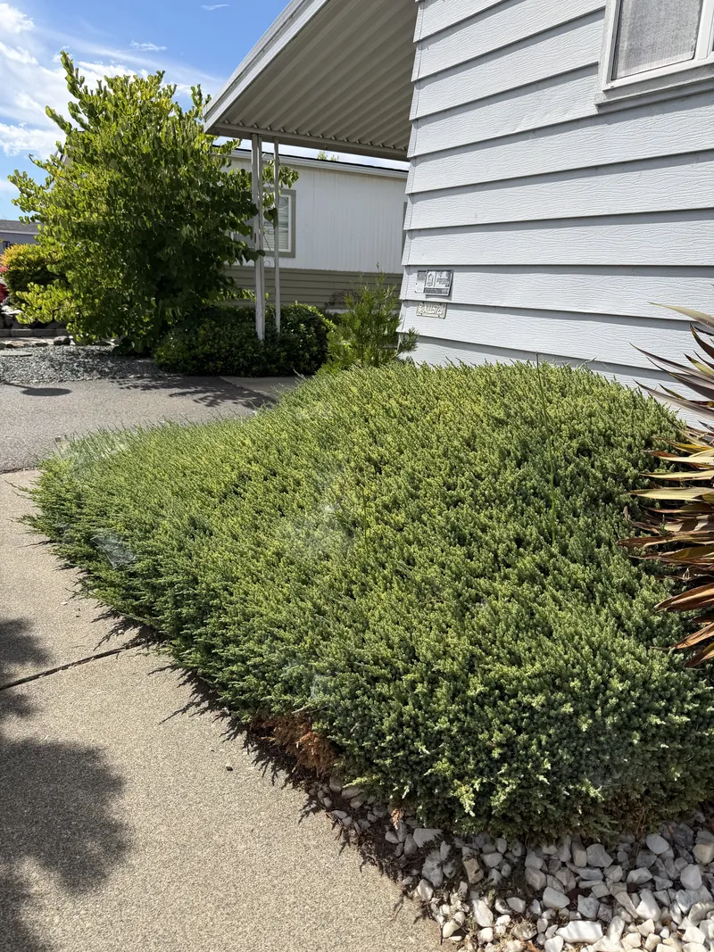 Overgrown juniper spreading out across a concrete front walkway before Hilltop Landscaping trimmed it back, Southern Oregon